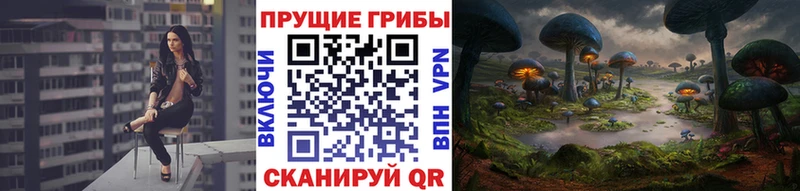 Галлюциногенные грибы Psilocybe Судак